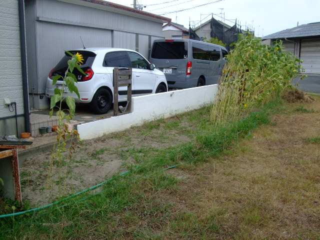 9月3日ひまわり